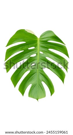 Leaf on white background, leaf Isolate with clipping path. Philodendron bilitea variegated leaf plant Garden in Green house barden, air purify with Monstera,philodendron selloum