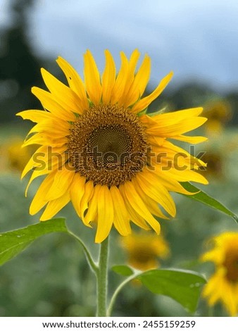 Beautiful sunflower with leaves and stems