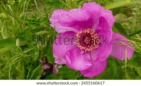 beautiful delicate peony blooming in spring