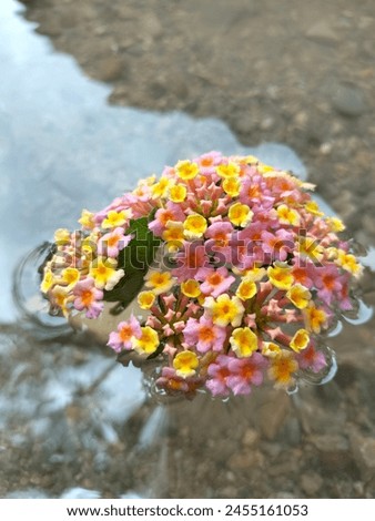 Beautiful Flower Picture in Natural water with closeup 