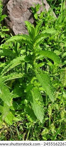 Podina, commonly known as mint, is a versatile herb prized for its refreshing flavor and invigorating aroma. Its small, bright green leaves impart a cool, menthol-like taste, which can range