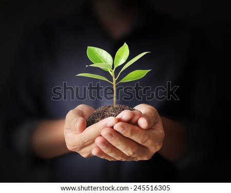Close up man hands holding plant  Royalty-Free Stock Photo #245516305
