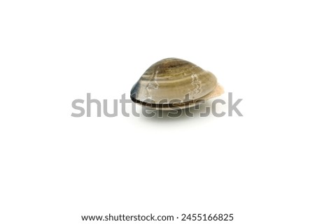 Closed up fresh baby clams, venus shell, shellfish, carpet clams, short necked clams, as raw food from the sea are the seafood ingredients. fresh clams Background. seafood.Isolated on white background