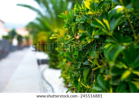 Closeup picture of green plant along the sidewalk