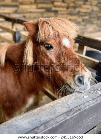 a photography of a horse with a long mane standing in a pen.