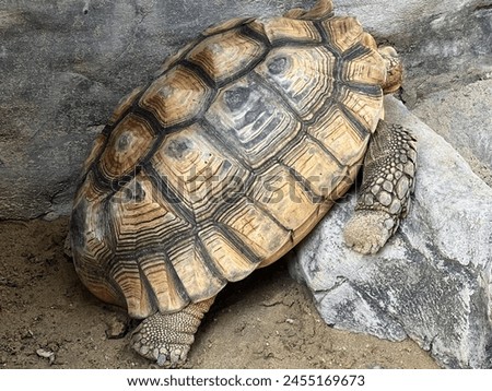 a photography of a turtle laying on a rock in a zoo.