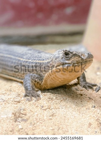 a photography of a lizard sitting on the ground with its head turned.