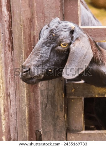 a photography of a goat sticking its head out of a wooden fence.