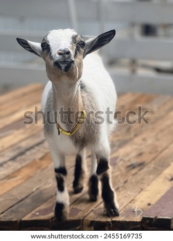a photography of a goat standing on a wooden platform with a yellow collar.