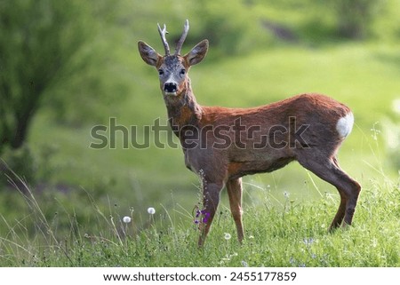 curious roe deer buck in natural habitat (Capreolus capreolus) Royalty-Free Stock Photo #2455177859