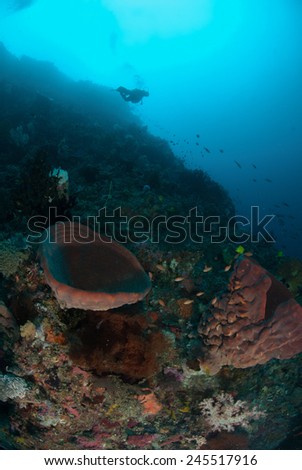 Diver, sponge in Ambon, Maluku, Indonesia underwater photo. The diver is swimming around.