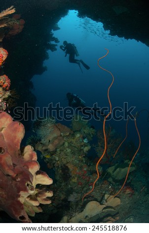 Divers, sponge, wire corals, sea fan in Ambon, Maluku, Indonesia underwater photo. There are various sponge and few of wire corals.