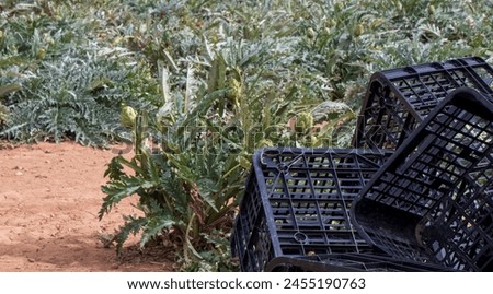 harvest of artishoks on the plantation Royalty-Free Stock Photo #2455190763