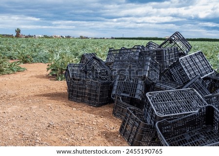 harvest of artishoks in Spain Royalty-Free Stock Photo #2455190765