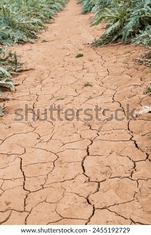 cracked dry earth on artishoks plantation Royalty-Free Stock Photo #2455192729