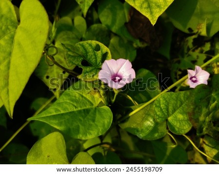 Ipomoea triloba flowers only bloom in the morning.