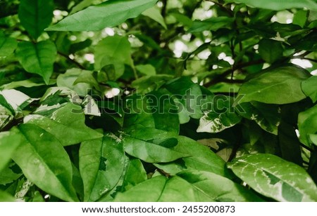 The background is lush green leaves and cool green to look at