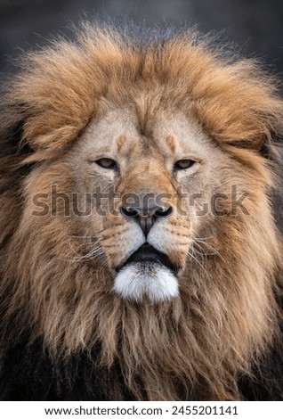 Lion (Panthera leo) The lion's detail portrait on the black background