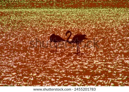 Two flamingos silhouette in brown color. Bird photography session. Artistic Post production. For printing postcard, logos, banners, web images, merchandise products. Nature photography. Spain
