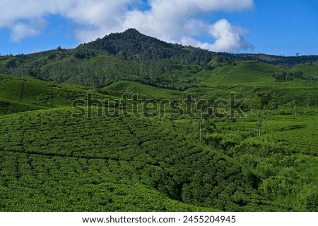 Panoramic view of the tea plantation in the morning with blue sky