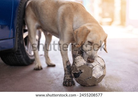 Labrador dog chewing ball on bright  sunny summer background