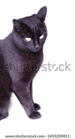 A black cat on a white background