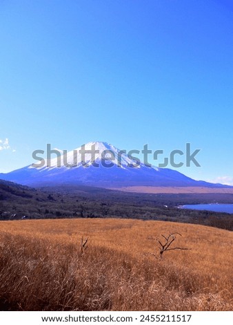 Withered grassland and Mt.Fuji against the blue sky
