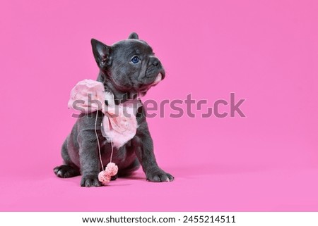 French Bulldog dog puppy with pink ribbon on pink studio background with copy space
