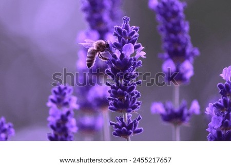 A picture of a bee with flower