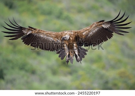 Wingspan of Griffon Vulture in flight Royalty-Free Stock Photo #2455220197