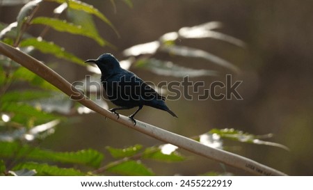 Close up picture of black sunbirds. Bird photography. Sunbird photography.
