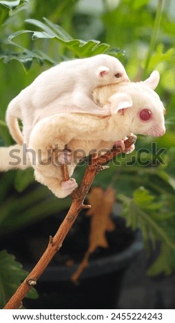 Albino Sugar gliders was looking for food while holding her baby in the morning.