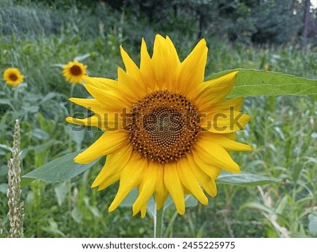 Vibrant and radiant, this stunning sunflower captures the essence of summer in a single bloom. Its golden petals reach eagerly towards the sun, a symbol of hope and positivity. With its intricate 
