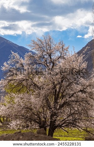 A full grown apricot tree in full Blossom at Saspol village in Leh Ladakh Royalty-Free Stock Photo #2455228131