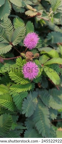 The Mimosa pudica flowers and fruits all year round due to the hot  temperatures and humidity.  The leaves fold inward and droop when touched or shaken and re-open a few minutes later.    Royalty-Free Stock Photo #2455229221