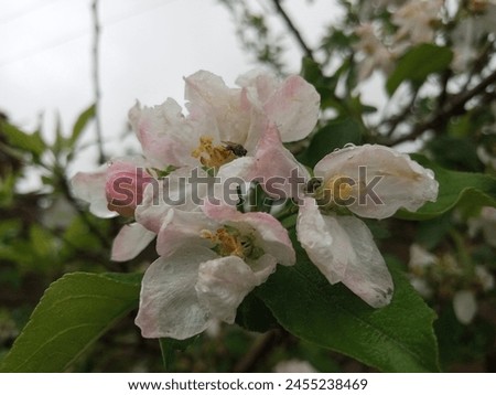  Beautiful white apple flowers closeup picture