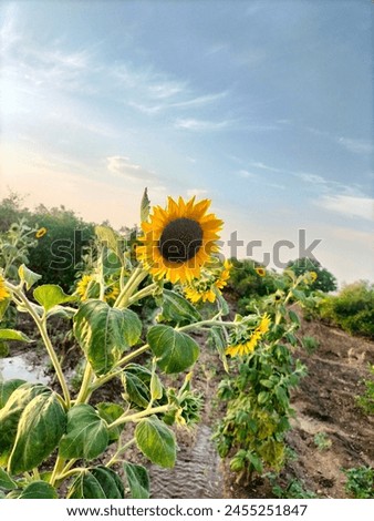 sun flower - this picture is very nice and so beautiful because this picture is netural picture 