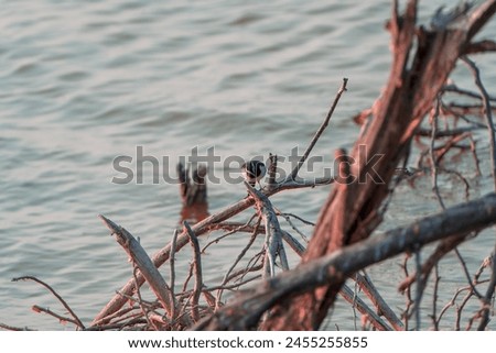 beautiful photograph of white browed wagtail large pied Motacilla south Asia Madras endemic breeder india tamilnadu lake pond turquoise blue water dead tree branch perch bird sanctuary wallpaper avian