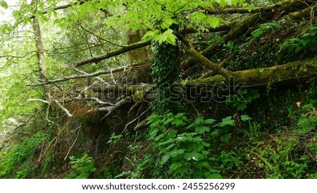 Fall and uprooting of trees after a big storm or gusts of wind, degradation of nature, ravaged place, woods scattered everywhere, risk zone, vegetation covering the roots, urban repair, in a park Royalty-Free Stock Photo #2455256299