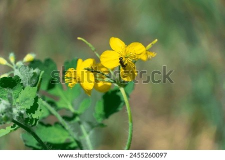Close-up of yellow flower celandine grows in fields and meadows. Blooming medicinal chelidonium plant of the poppy family papaveraceae. Widely used in traditional medicine. Royalty-Free Stock Photo #2455260097