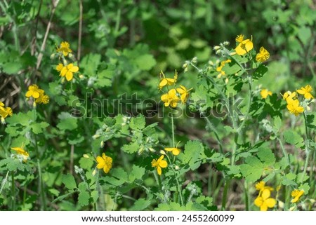 Close-up of yellow flower celandine grows in fields and meadows. Blooming medicinal chelidonium plant of the poppy family papaveraceae. Widely used in traditional medicine. Royalty-Free Stock Photo #2455260099