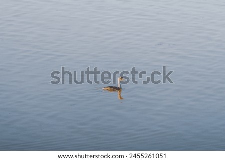  beautiful photograph large pelican swimming calmly turquoise blue water lake pond sea migratory bird sanctuary wildlife reflections ripples wallpaper wetlands backdrop lotus lilly empty space india 