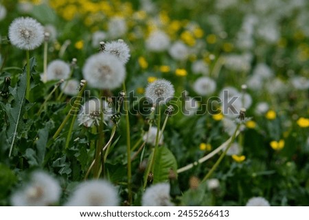 Dandelions in spring or summer on green grass with blurred background and bokeh