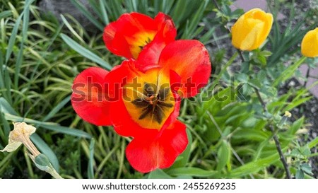 Red tulip with yellow center closeup picture.