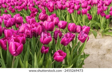 There are many bright pink tulips on the field. A perfect display of natures beauty and diversity, flower business, floriculture, flowers for holidays, nature