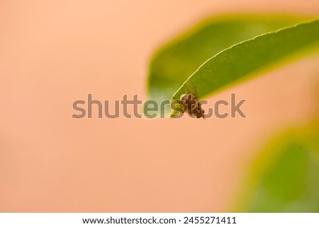 Macro shot capturing the delicate emergence of a leaf bud juxtaposed with the presence of a house fly, nature's intricate dance. Royalty-Free Stock Photo #2455271411