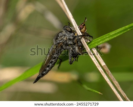 The Asilidae are the robber fly family, also called assassin flies. They are powerfully built, bristly flies with a short, stout proboscis enclosing the sharp, sucking hypopharynx. Royalty-Free Stock Photo #2455271729