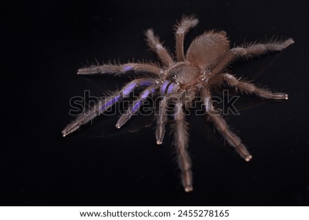 Closeup picture of the electric blue tarantula Chilobrachys natanicharum, a newly discovered spider species from Thailand, photographed on black background.