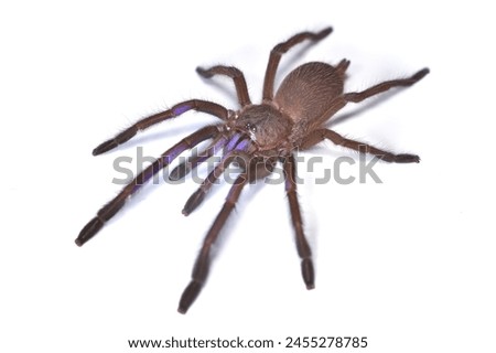 Closeup picture of the electric blue tarantula Chilobrachys natanicharum, a newly discovered spider species from Thailand, photographed on white background.