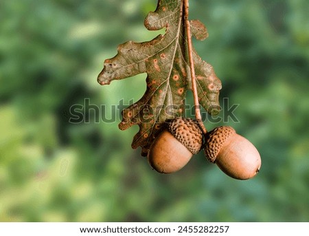 Two acorns with oak leaf in front of a green wooden blurry background.